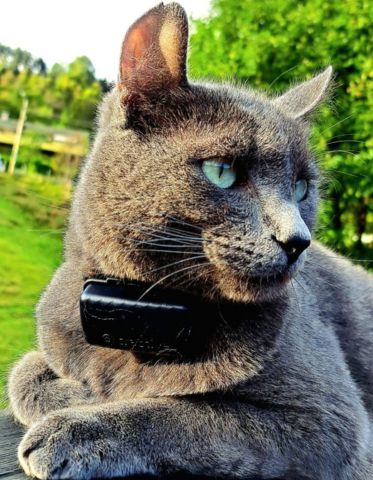 Gray cat named Batman wearing a Tractive GPS tracker, resting outdoors and watching the distance with alert green eyes.
