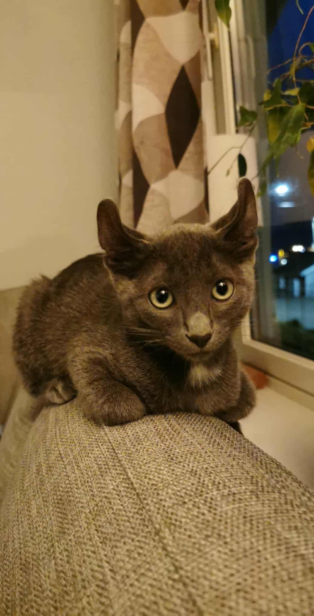 A little sweet kitten Batman sitting on the sofa — a calm moment from his early days.