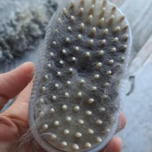 Hari karvasid tåis 2